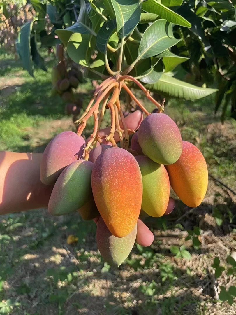 攀枝花贵妃芒果软糯香甜礼盒装