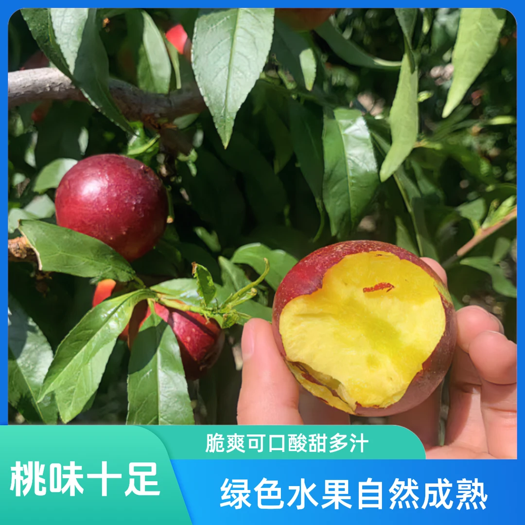 四川攀枝花米易高山露天豹纹黄心油桃脆爽可口酸甜多汁桃味十足