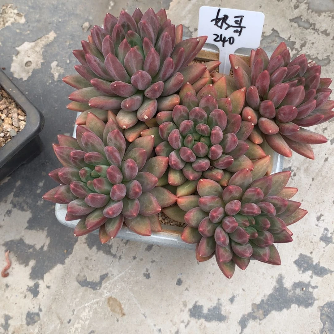 红蜻蜓平头发货自然群
