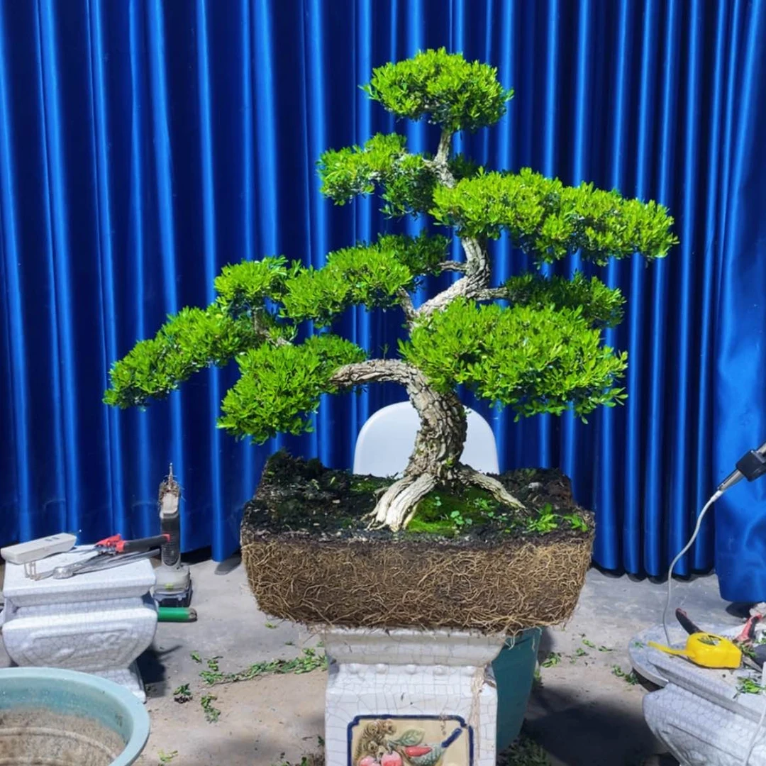 【闪购商品】黄杨广东雀舌黄杨盆景