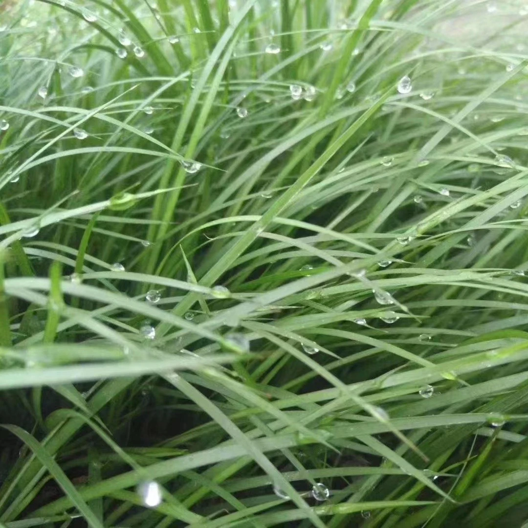 文人草江西虎须菖蒲老桩自然环境养殖