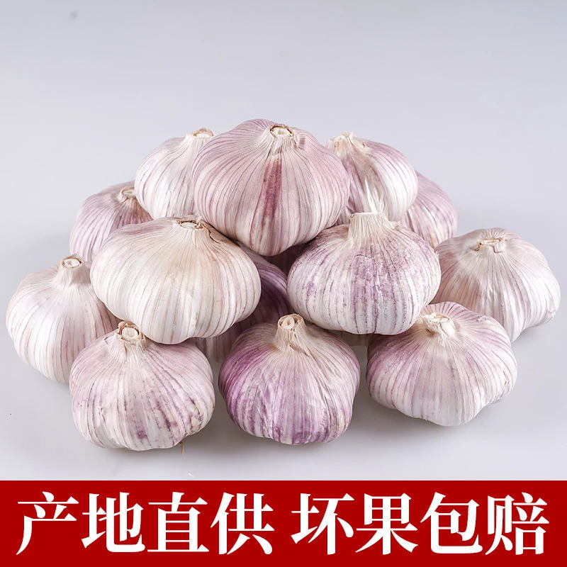 2024新干蒜金乡紫皮大蒜头优质大蒜子正宗整箱白皮大蒜头便宜批发