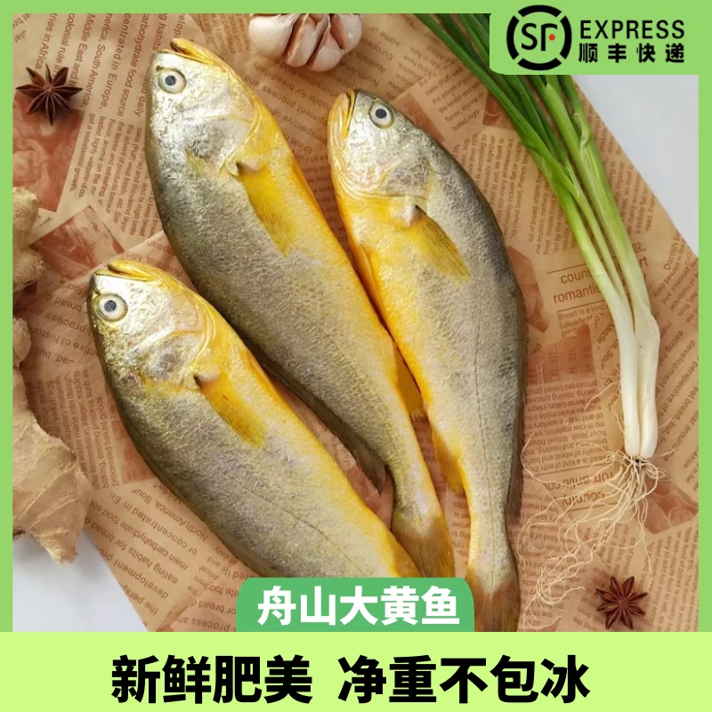 4-6/两 生态大黄鱼 舟山冰鲜发货