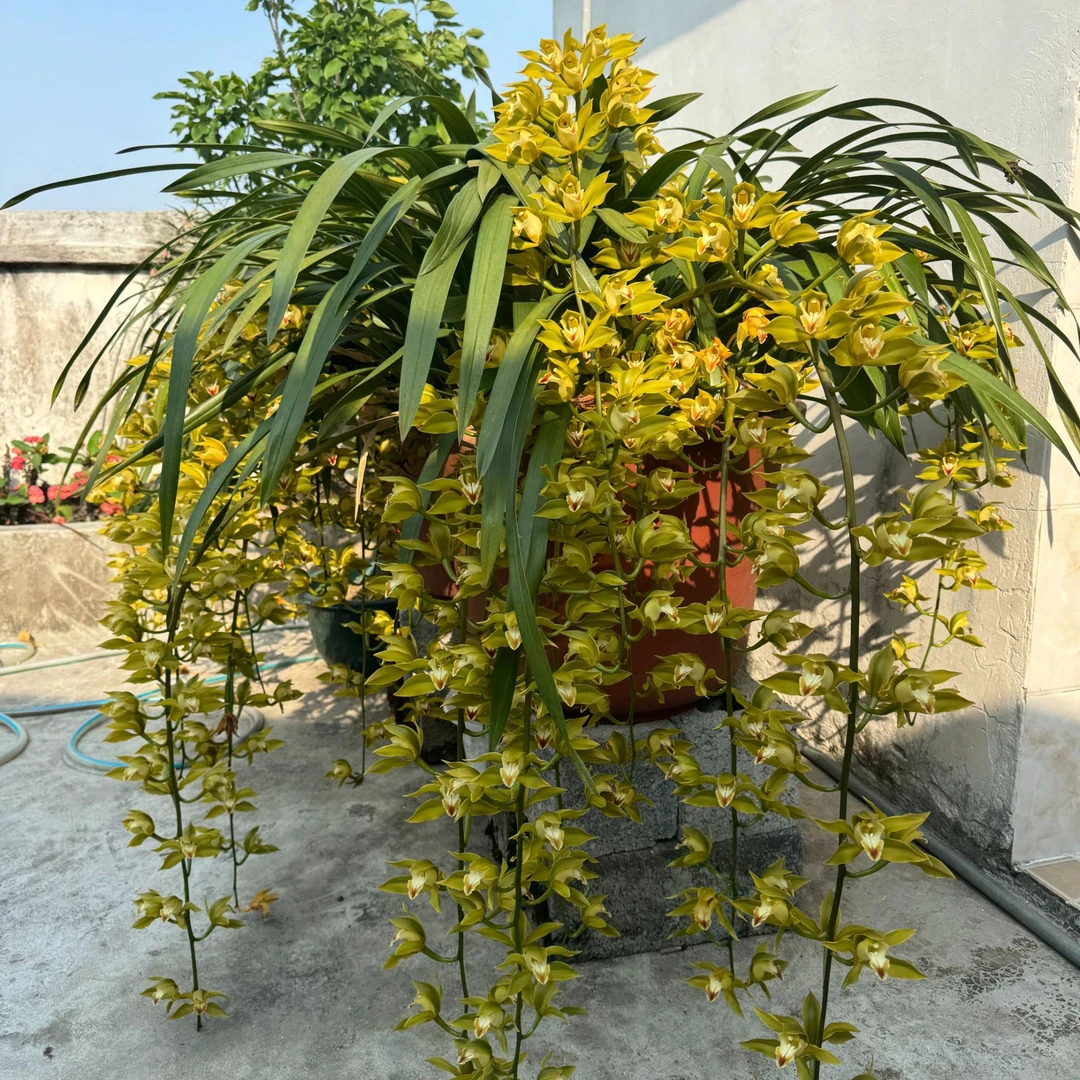 包邮《一物一拍》各类虎头兰。红嘴鸥，青蝉，香花，独占春人工养殖