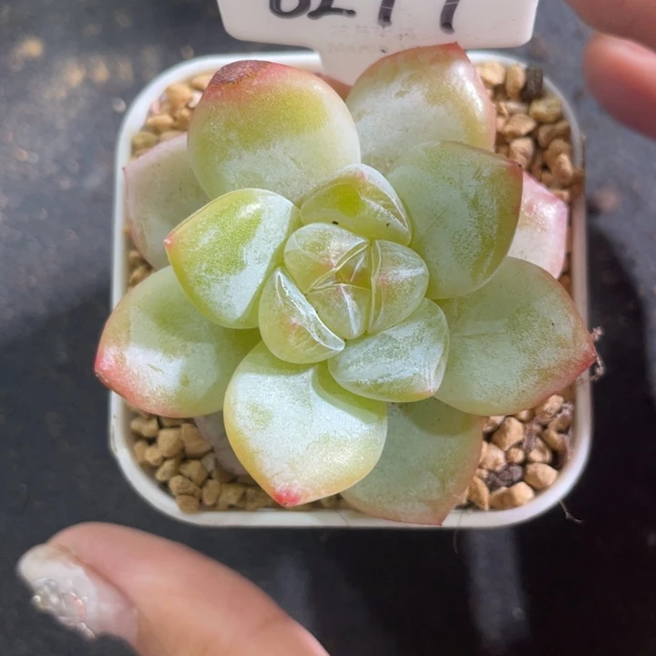 0277-单头雪瓷 多肉