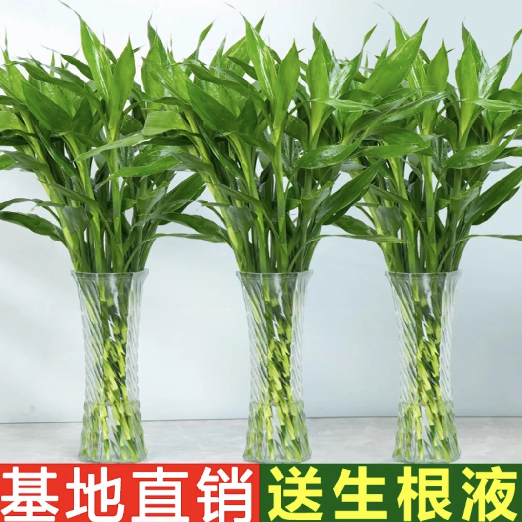 富贵竹水培植物中竹办公室居家水养客厅花卉绿植花