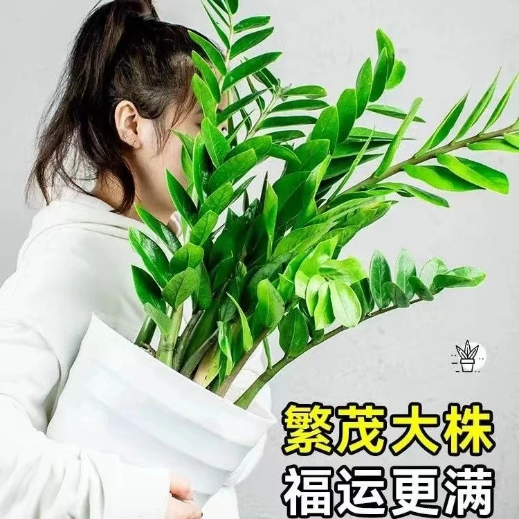 A金钱树钱串子乔迁开业送礼净化空气吸甲醛易活摆放【送菱形盆】