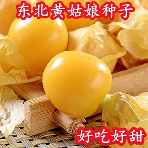 姑娘果种子粒粒甜黄姑娘果种子一年四季种阳台盆栽东北菇娘果种子