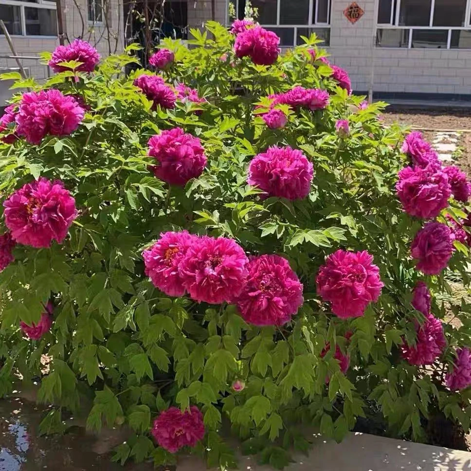 紫斑牡丹花老桩甘肃基地直发现挖现卖带土球大花重瓣直播间选苗