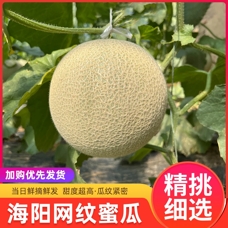 海阳网纹瓜鲁厚甜蜜瓜口感软糯香甜 快递包邮