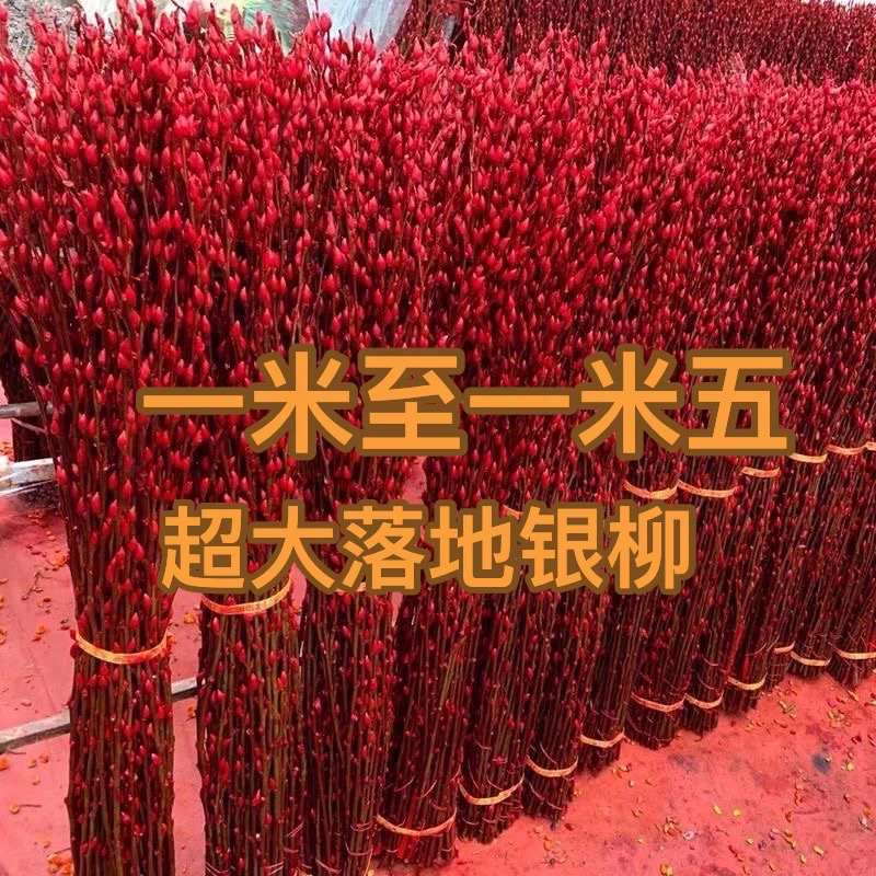 1米-1.5米红色银柳干花真花年宵花客厅摆放装饰花染色新鲜枝条