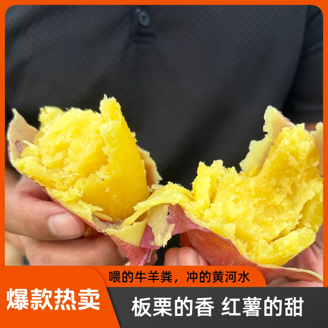 （新鲜高原板栗红薯）现挖沙地红薯软糯香甜板栗红薯番薯3/5/9斤