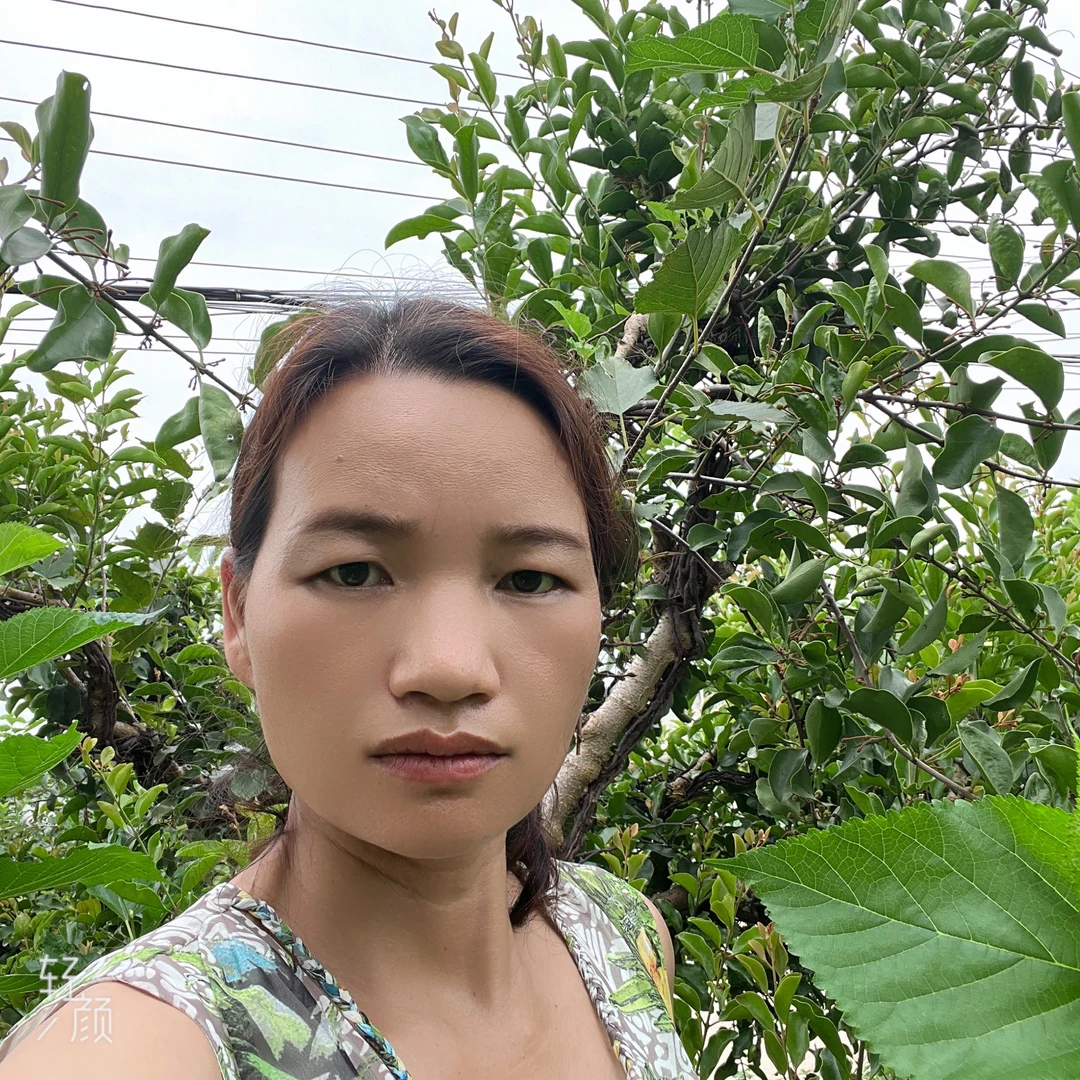 正宗桑树寄生茶切段干货