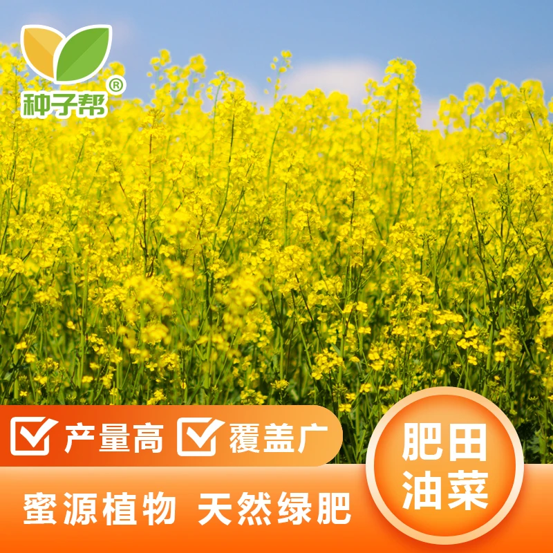 观赏油菜花种子耐寒性好可用于花海建设覆绿工程优良绿肥肥田油菜