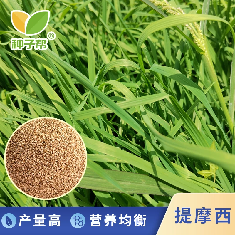 提摩西草种子春秋植物多年生养兔优选猫尾草喜湿耐寒疏丛优质牧草