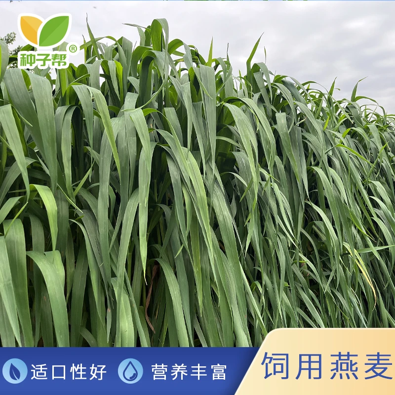 燕麦草种子春秋播种优质牛羊牧草柔嫩适口营养丰富耐旱高产收割