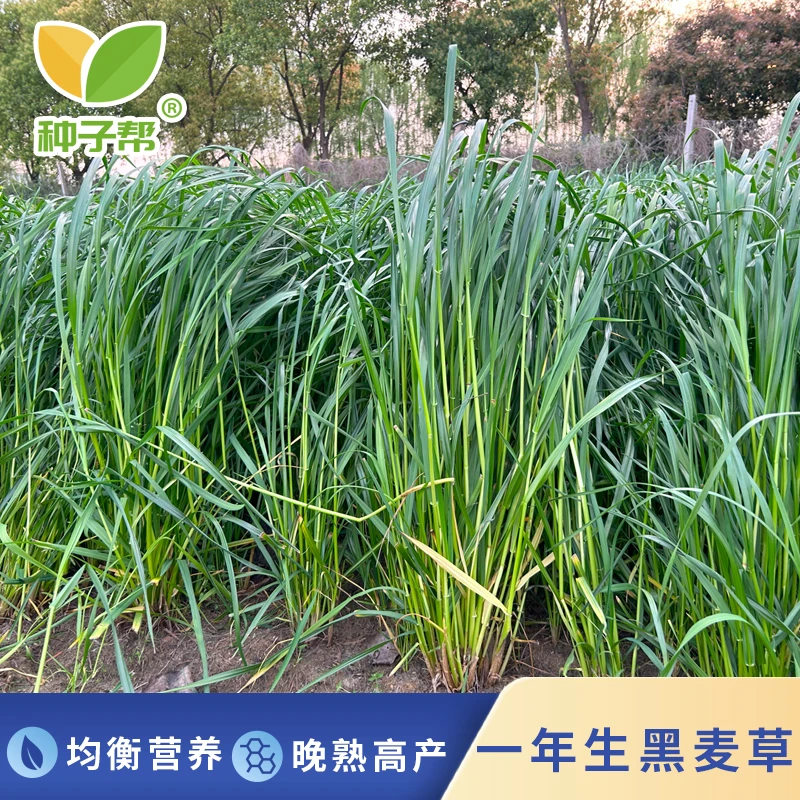 一年生黑麦草种子秋播宽叶高产牧草种籽营养丰富柔嫩多汁分蘖力强