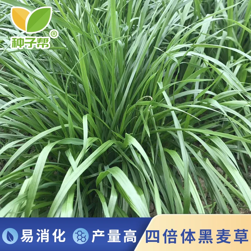 特高四倍体黑麦草种子秋播种植高产宽叶品质柔嫩多汁南方生长牧草
