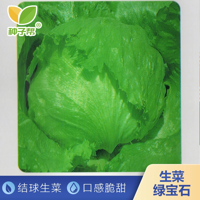 绿宝石结球生菜种子春秋四季播种速生蔬菜种子阳台盆栽生长速度快