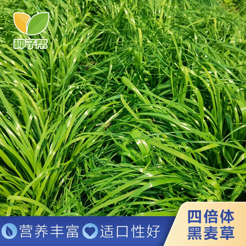 一年生四倍体黑麦草种子秋播宽叶牧草籽营养丰富柔嫩多汁分蘖力强