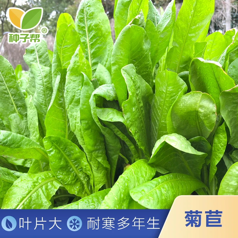 大叶晚熟菊苣种子多年生营养均衡阔叶菜四季养猪鸡鸭鹅优质牧草种