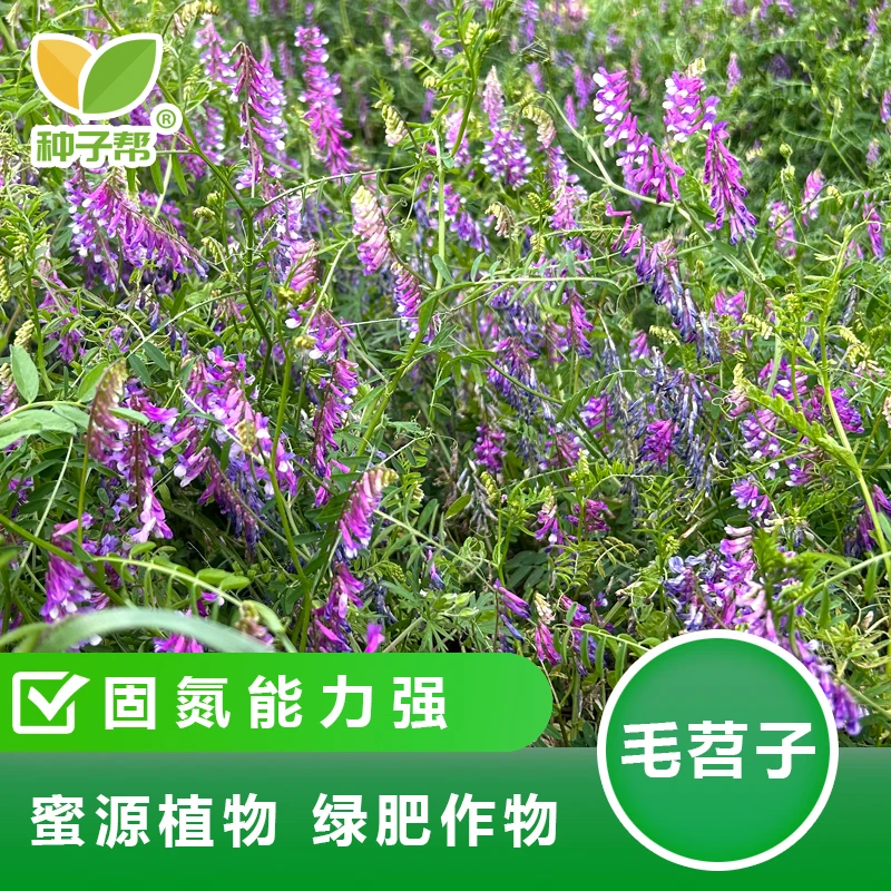 毛苕子种子果园生草栽培抑制杂草增肥保湿改善土壤的优良天然绿肥