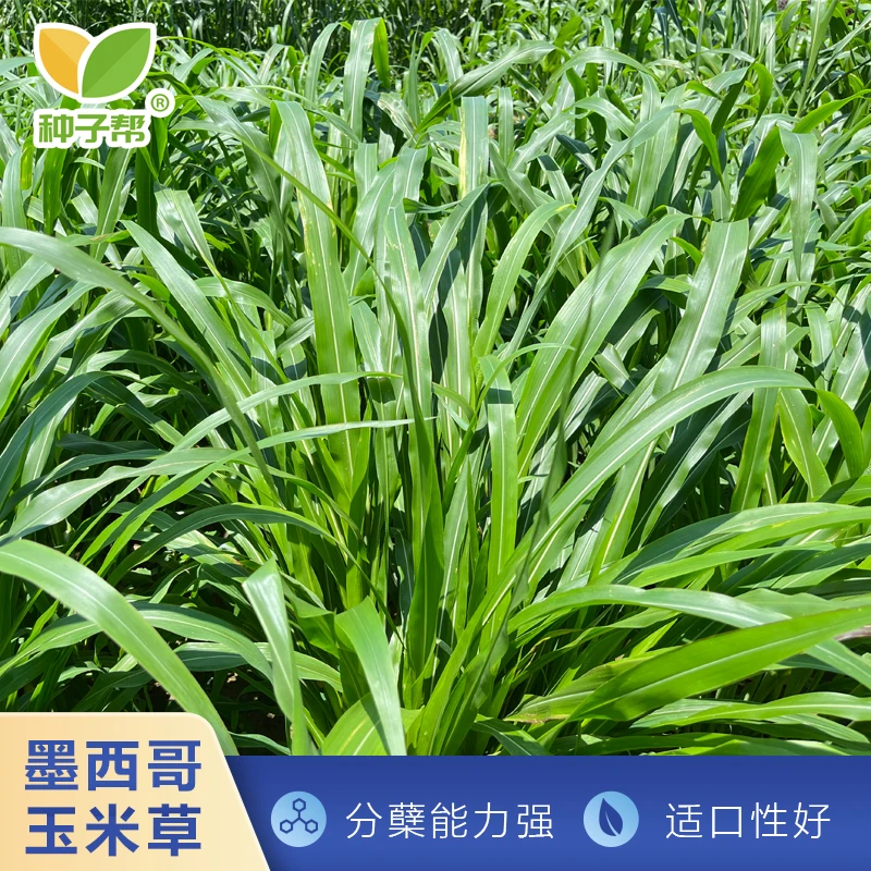 玉米草种子春夏播种耐高温适宜养殖牛羊鱼鸡鸭鹅现割现喂高产牧草