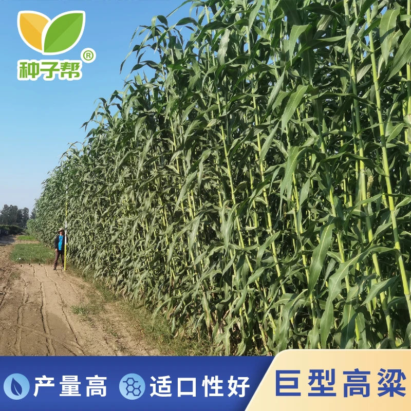 牛羊牧草巨型高粱种子中科甜系列春夏播种多次收割优质高产养殖