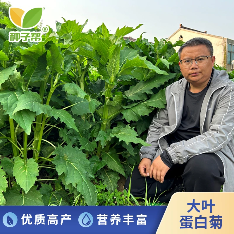 大叶蛋白菊牧草种子春秋育苗多年生耐寒串叶松香草易收割养猪牧草