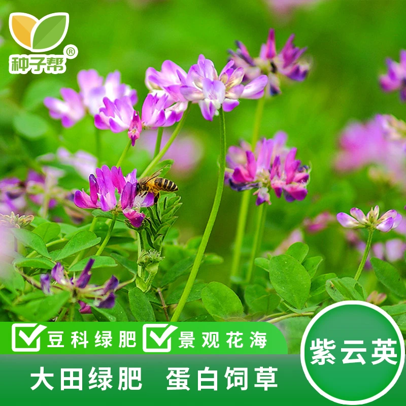 紫云英种子青杆大叶品种特色绿肥秋播种植优质高蛋白牧草品质花海