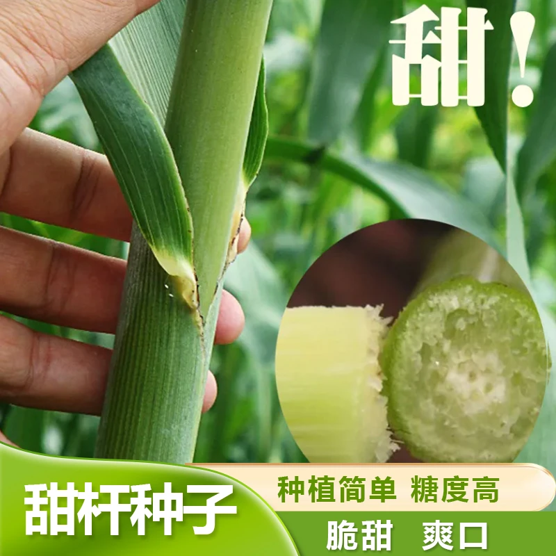 牧草甜高粱种子北方甜杆甜芦稷中科甜小甘蔗清脆可口冰糖口感酥脆