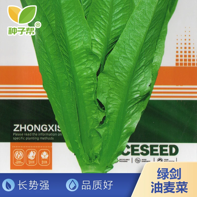 绿剑甜油麦种子大叶高产无斑油麦菜菜籽四季蔬菜种子长势强品质好