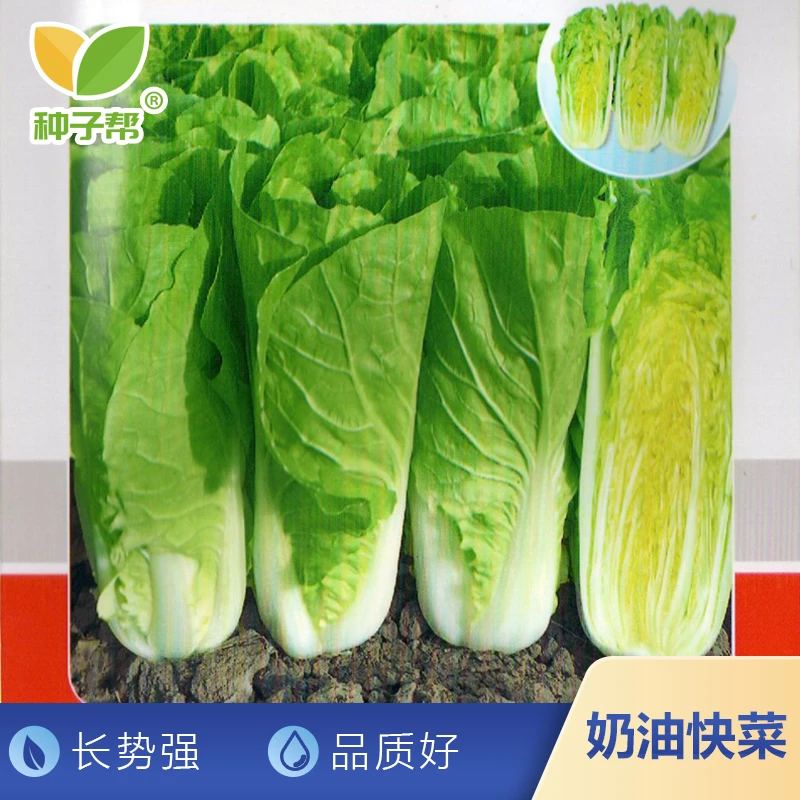 奶油快菜种子四季播种蔬菜种子生长速度快耐热抗寒鲜嫩美味品质好