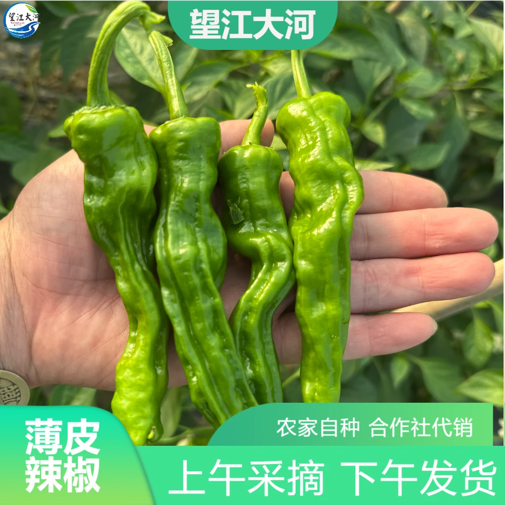 望江大河特辣辣椒新鲜爆辣小皱皮辣椒农家自种土辣椒小螺丝椒包邮
