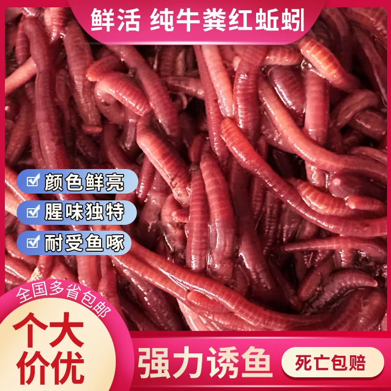 【蚯蚓1斤装】红蚯蚓活体鲫鱼野钓饵钓鱼大号蚯蚓活体散装