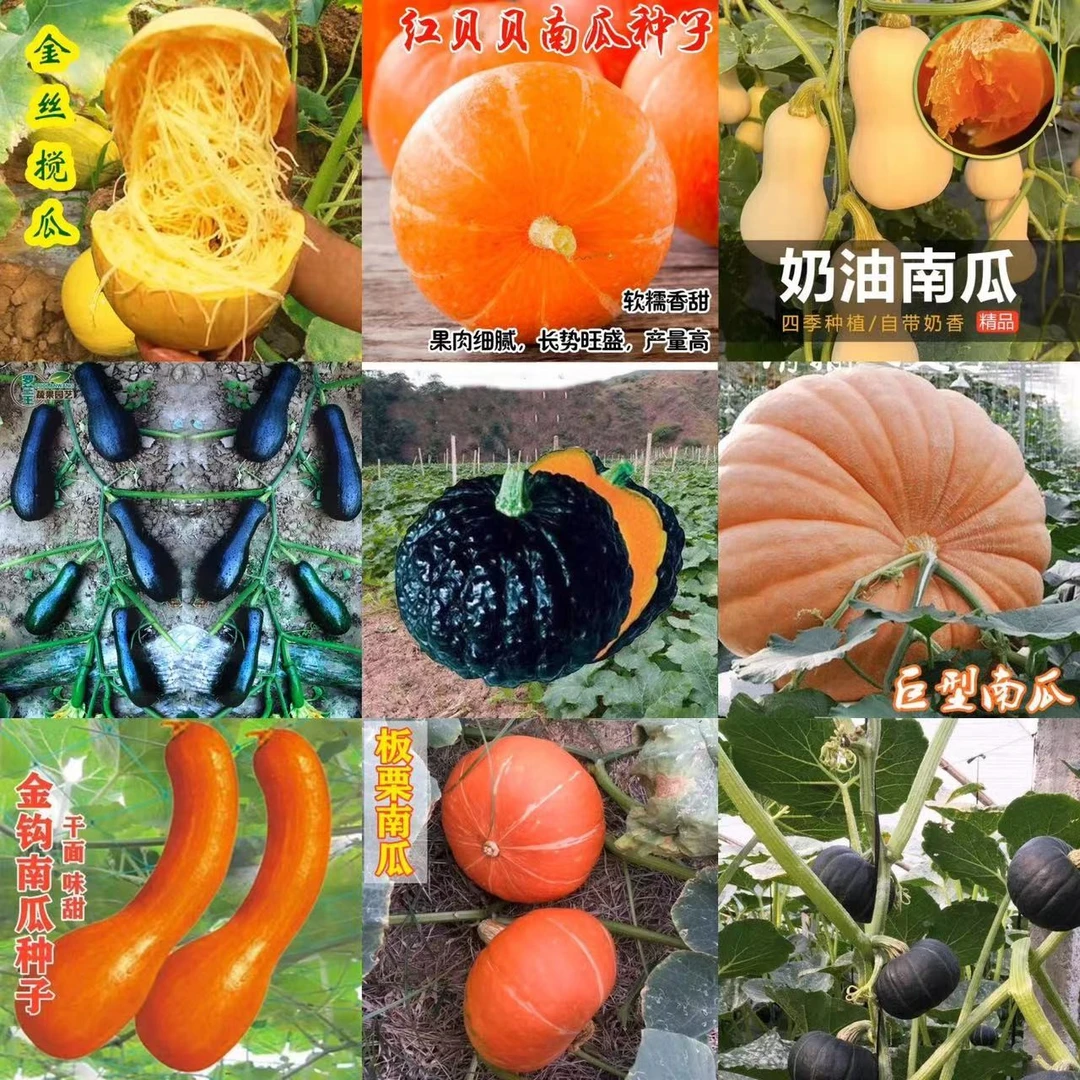籽种拍三送一南瓜大全密本南瓜、绞瓜、贝贝板栗南瓜、日本南瓜种子