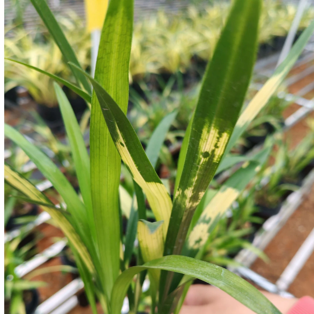 兰花艺草一物一拍高端艺草兰草各大铭品