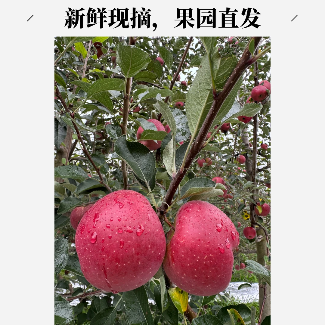 云南昭通苹果糖心苹果国肉厚实爽脆多汁新鲜采摘