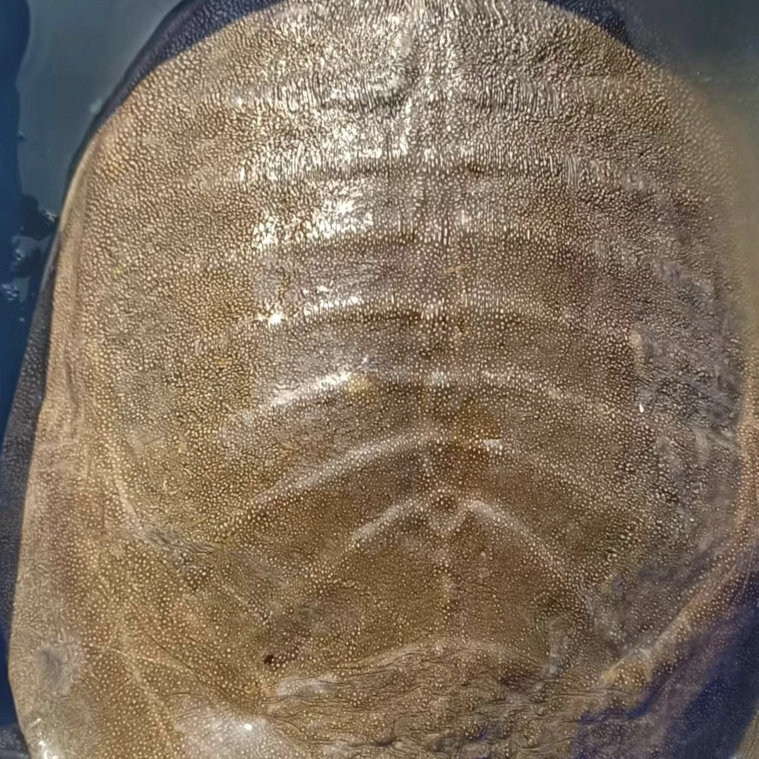 江西南丰产蛋退役吃鱼虾生态老甲鱼
