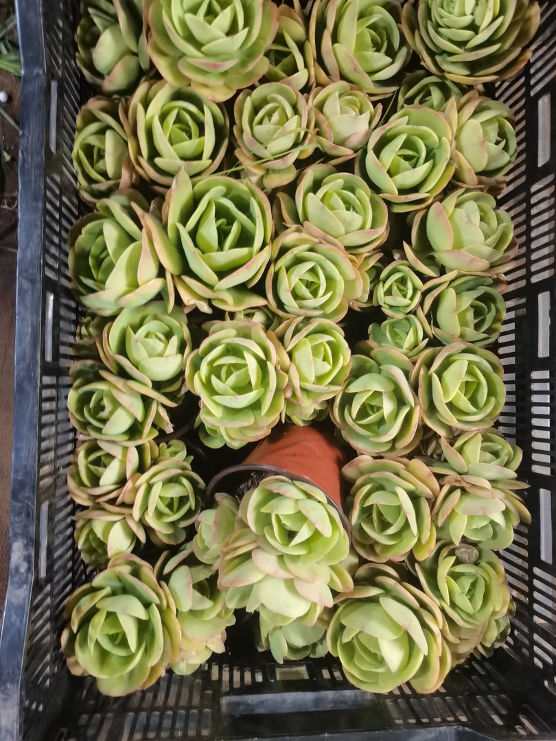 肖肖多肉植物单头鸡蛋碧桃3颗
