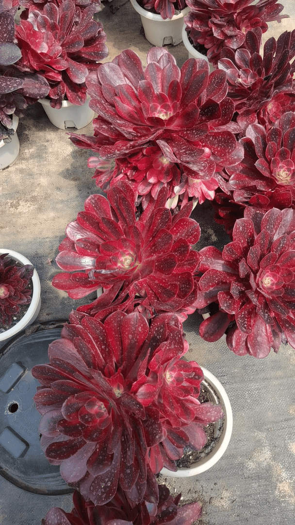 肖肖多肉植物美杜莎