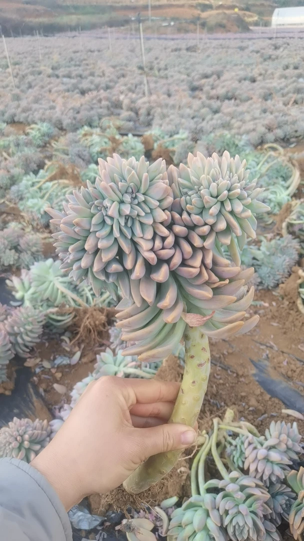 肖肖多肉植物淡雪缀化