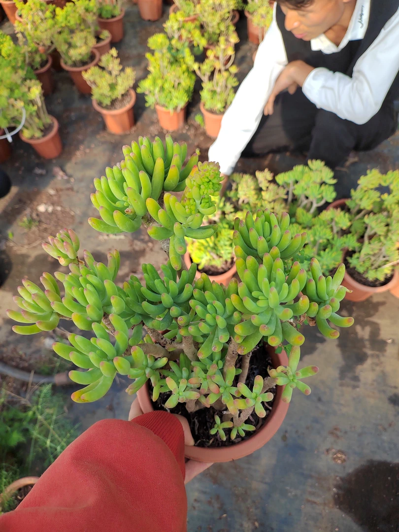 肖肖多肉植物八千代2棵