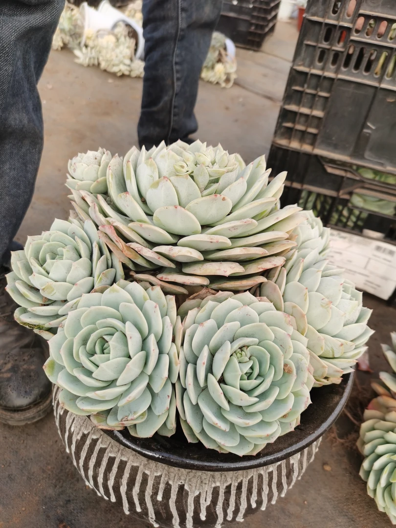 肖肖多肉植物多头恋曲大盆