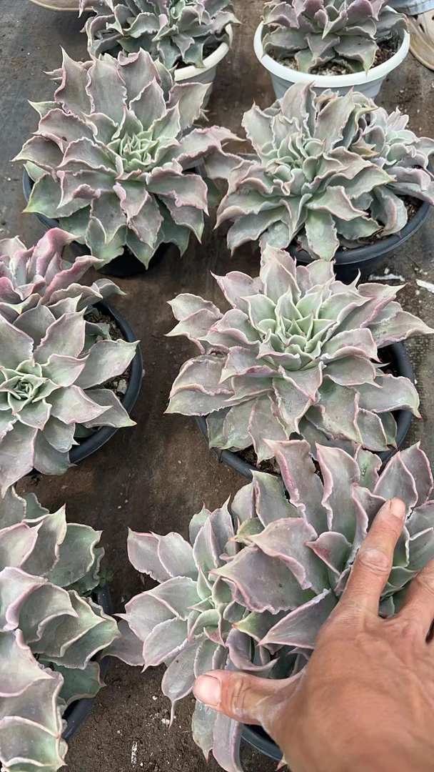 肖肖多肉植物饺子皮