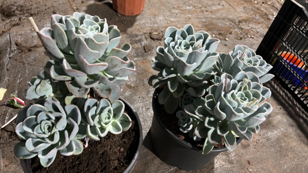 肖肖多肉植物多头美尻