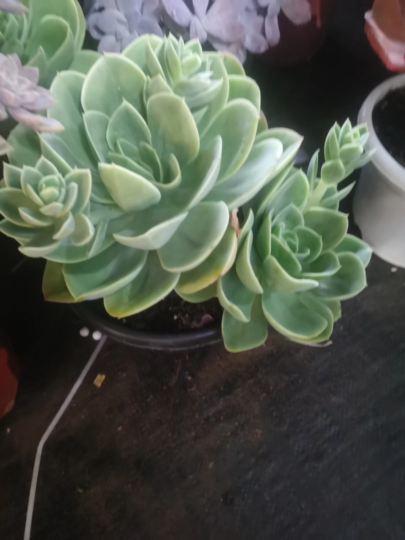 肖肖多肉植物星娜塔