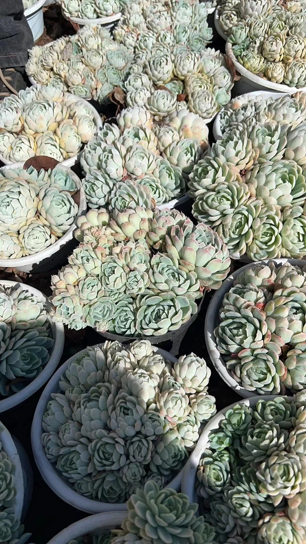 肖肖多肉植物冰梅