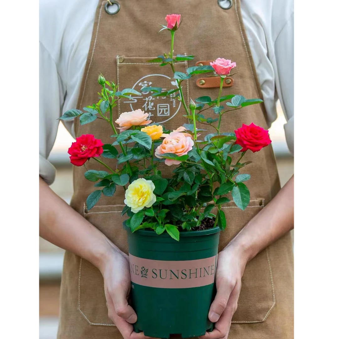 玫瑰花盆栽发货花苞迷你室内好养花卉室内外植物阳台四季开花月季