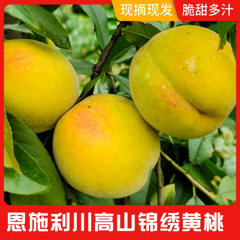 湖北恩施农家纯甜锦绣黄桃当季整箱新鲜果三斤五斤包邮现摘现发
